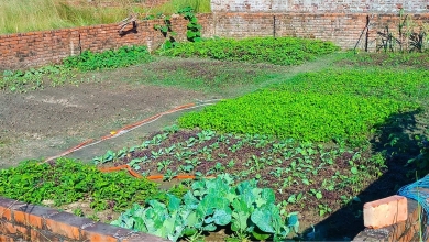 বাসার ছাদ ও বারান্দায় সবজি চাষ