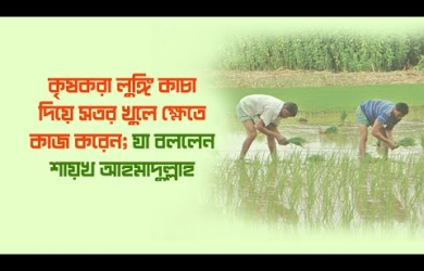 কৃষকদের লুঙ্গি কাছা দিয়ে ক্ষেতে কাজ করার বিধান