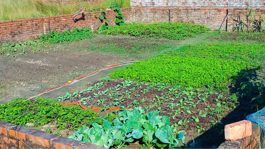 বাসার ছাদ ও বারান্দায় সবজি চাষ